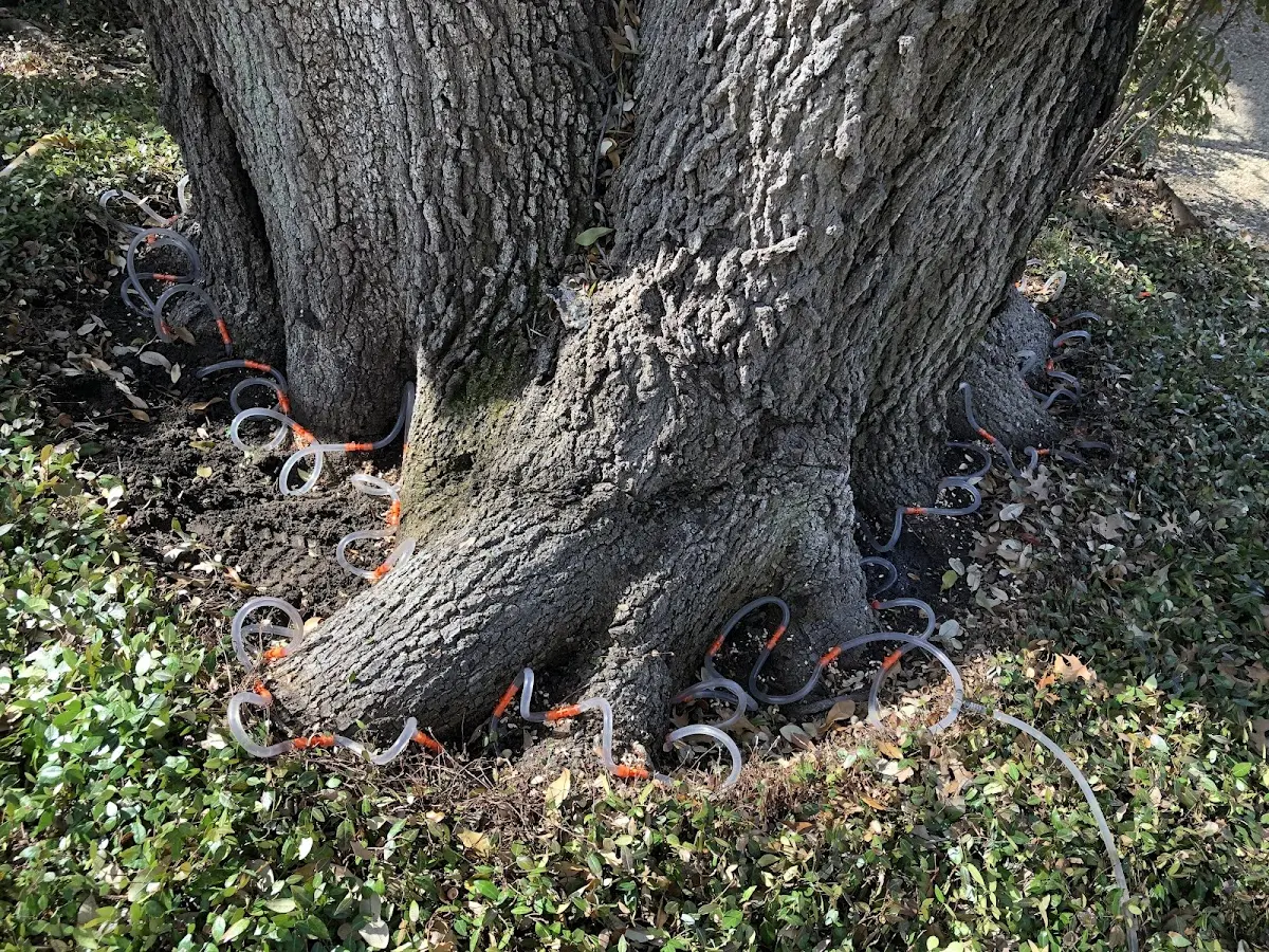 Detailed Tree Cabling and Bracing job site in Jackman