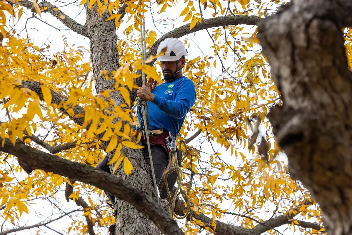Skilled Tree Pruning crew working in Jackman